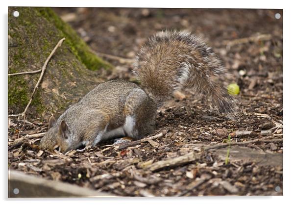 Grey Squirrel Acrylic by Steve Purnell