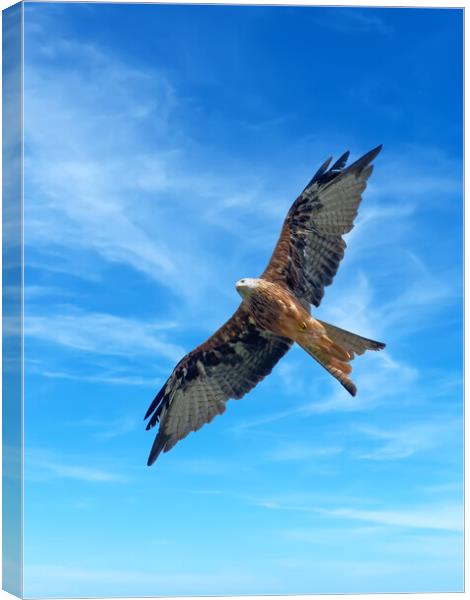 Majestic Red Kite in Flight Canvas Print by Tracey Turner