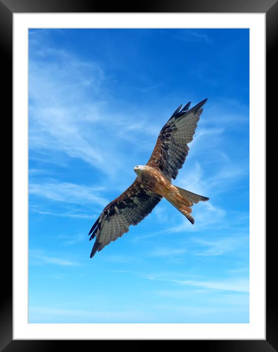 Majestic Red Kite in Flight Framed Mounted Print by Tracey Turner