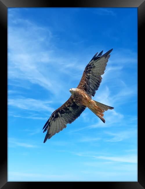 Majestic Red Kite in Flight Framed Print by Tracey Turner