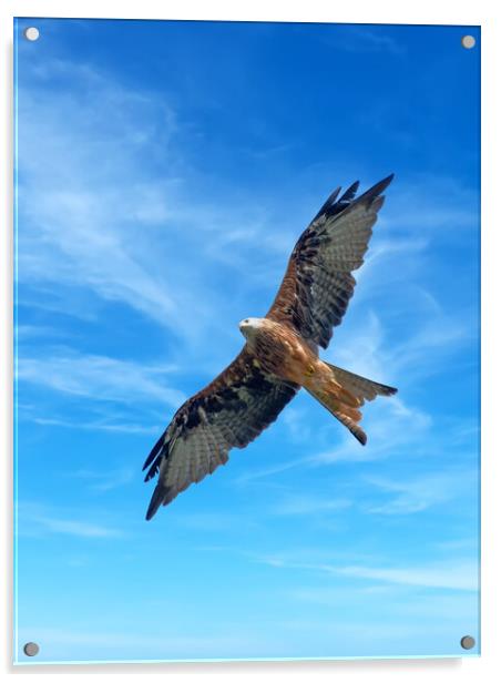 Majestic Red Kite in Flight Acrylic by Tracey Turner