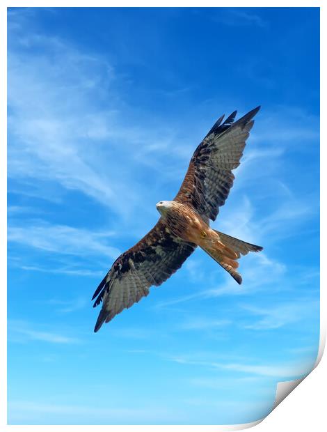 Majestic Red Kite in Flight Print by Tracey Turner