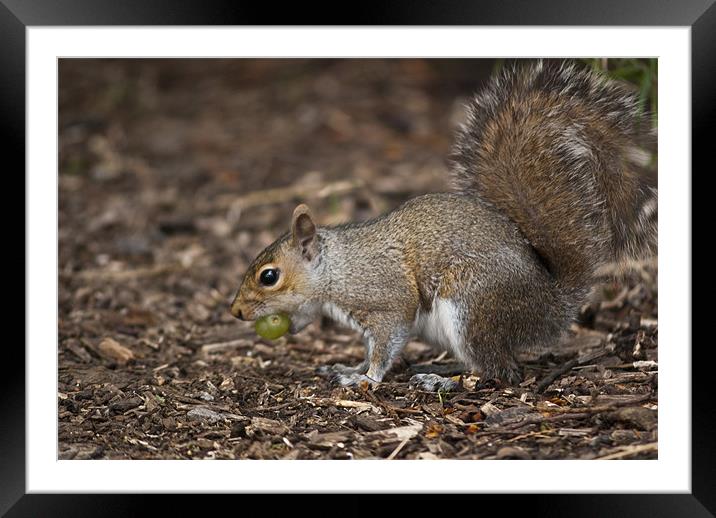 A bit of a mouthful Framed Mounted Print by Steve Purnell