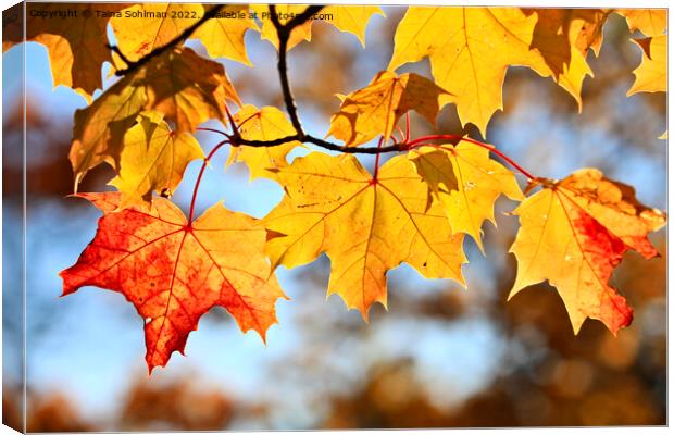 Colorful Maple Leaves in Autumn Canvas Print by Taina Sohlman