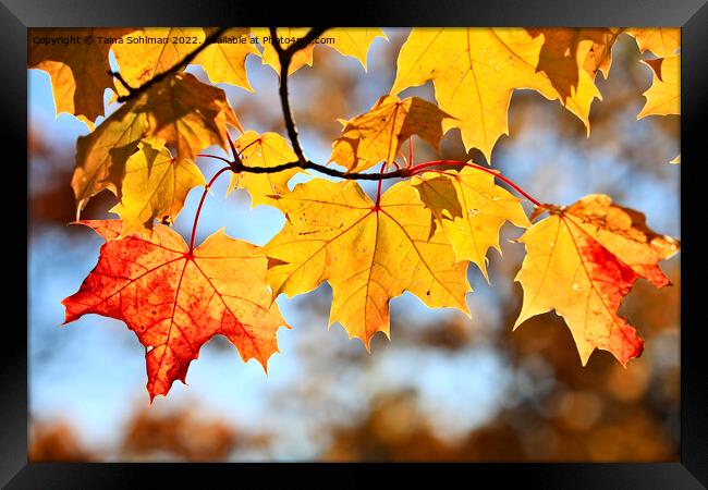 Colorful Maple Leaves in Autumn Framed Print by Taina Sohlman