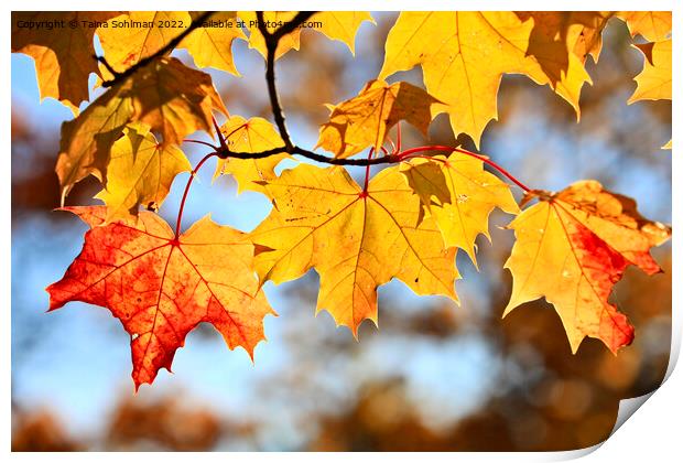 Colorful Maple Leaves in Autumn Print by Taina Sohlman