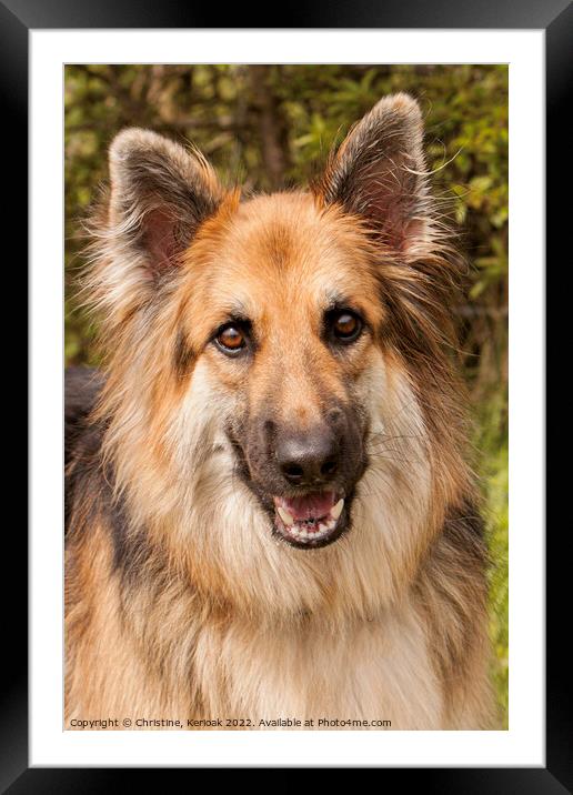 German Shepherd Dog  Portrait Framed Mounted Print by Christine Kerioak
