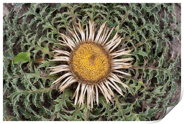 Carline Thistle Carlina Acanthifolia Print by Artur Bogacki