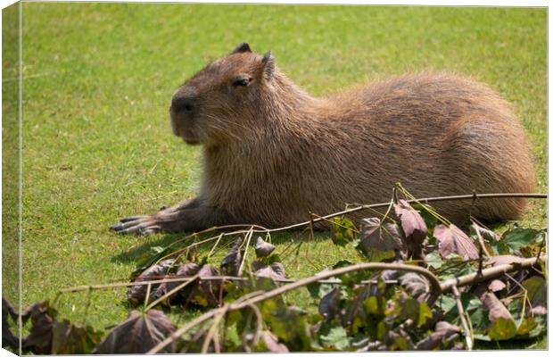 Capybara Hydrochoerus Hydrochaeris Canvas Print by Artur Bogacki