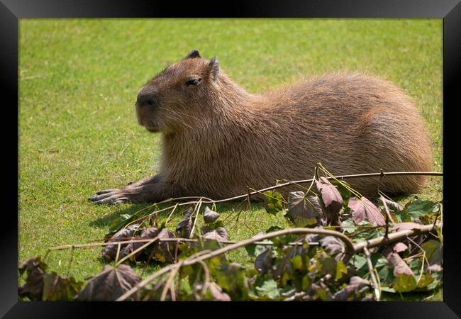 Capybara Hydrochoerus Hydrochaeris Framed Print by Artur Bogacki