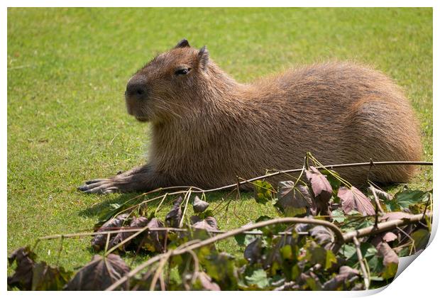 Capybara Hydrochoerus Hydrochaeris Print by Artur Bogacki