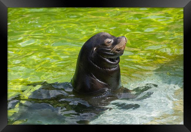 California Sea Lion In Shallow Water Framed Print by Artur Bogacki