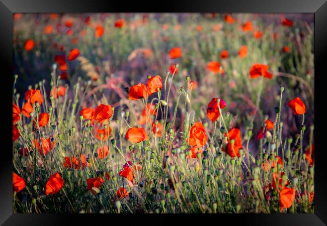 Red Poppies Framed Print by J Biggadike