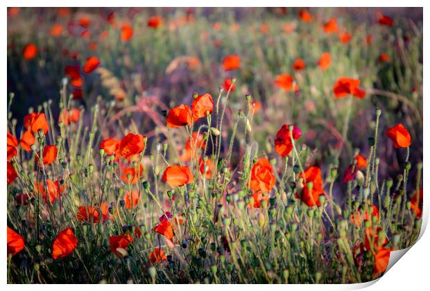 Red Poppies Print by J Biggadike