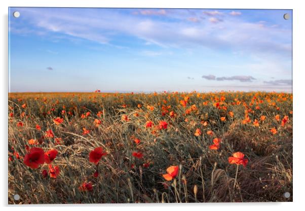 Poppy Field Scenery Acrylic by J Biggadike