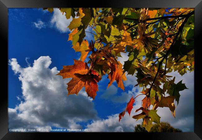 Vibrant Red,Yellow and Green Autumn Maple Leaves.  Framed Print by Steve Gill