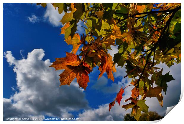 Vibrant Red,Yellow and Green Autumn Maple Leaves.  Print by Steve Gill