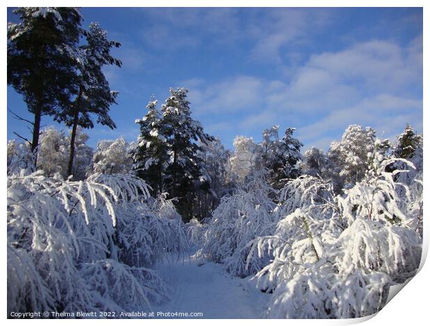 Abernethy Winter Print by Thelma Blewitt