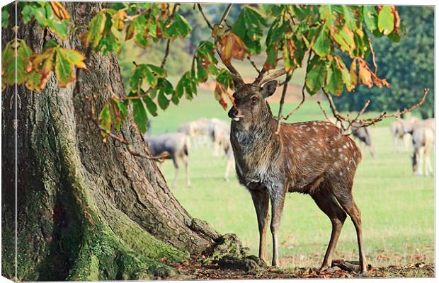 Stag and Tree Canvas Print by Richard Thomas