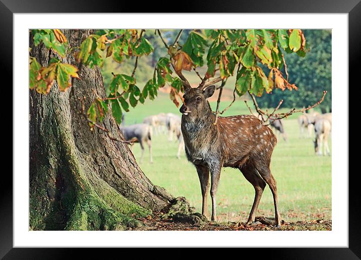 Stag and Tree Framed Mounted Print by Richard Thomas