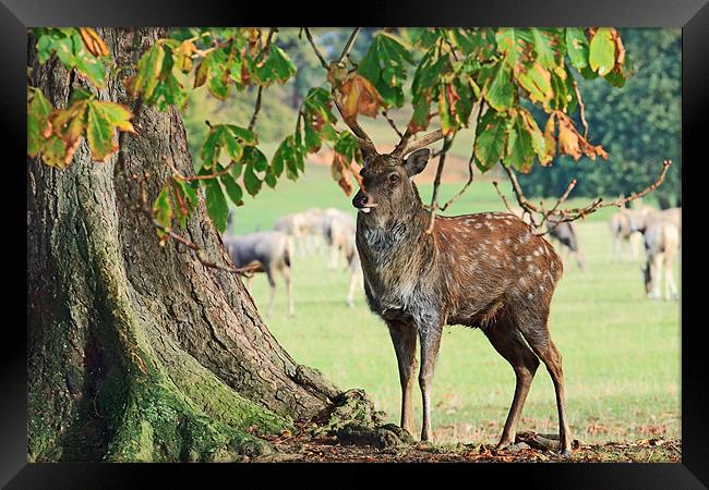 Stag and Tree Framed Print by Richard Thomas
