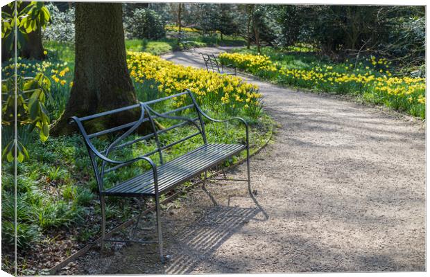Bench next to daffodils Canvas Print by Jason Wells