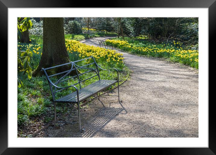 Bench next to daffodils Framed Mounted Print by Jason Wells