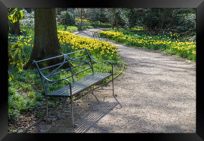 Bench next to daffodils Framed Print by Jason Wells