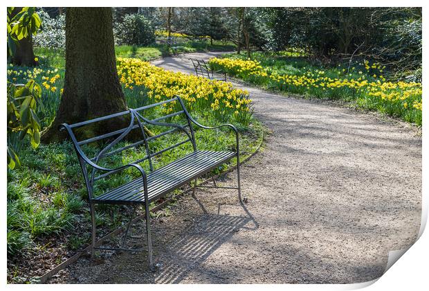 Bench next to daffodils Print by Jason Wells
