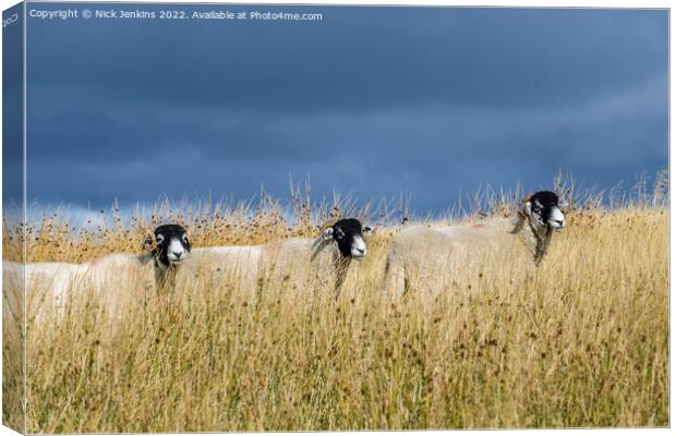 Three Beautifully Positioned Sheep Yorkshire Dales Canvas Print by Nick Jenkins