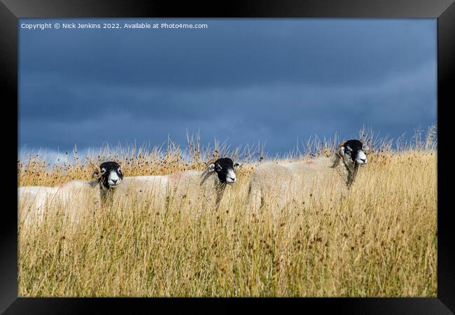 Three Beautifully Positioned Sheep Yorkshire Dales Framed Print by Nick Jenkins