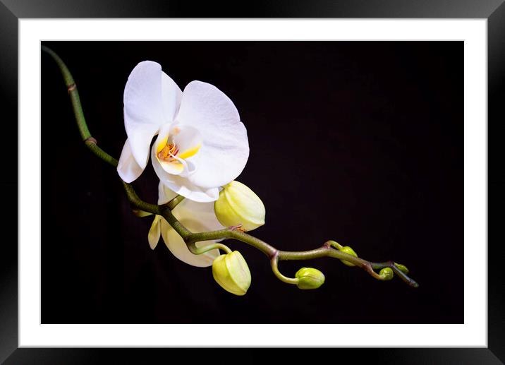 Orchid Framed Mounted Print by Frank Farrell