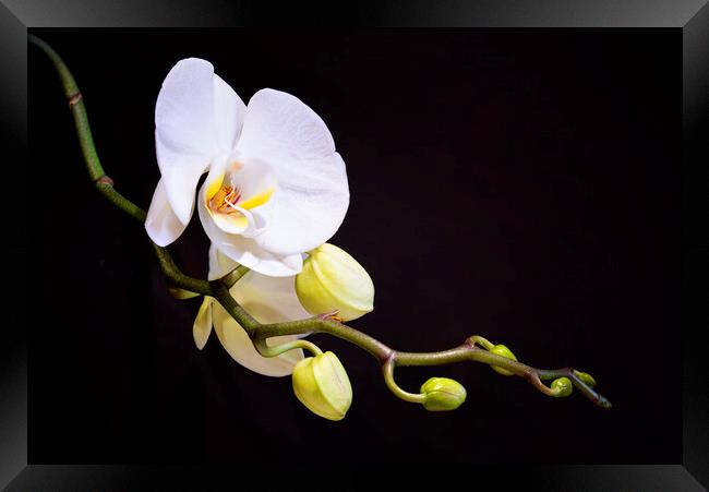 Orchid Framed Print by Frank Farrell