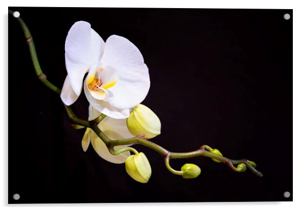 Orchid Acrylic by Frank Farrell