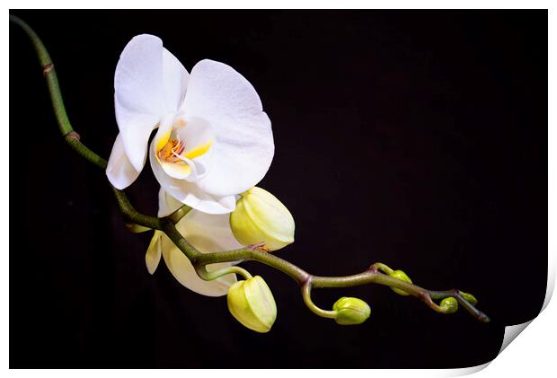 Orchid Print by Frank Farrell