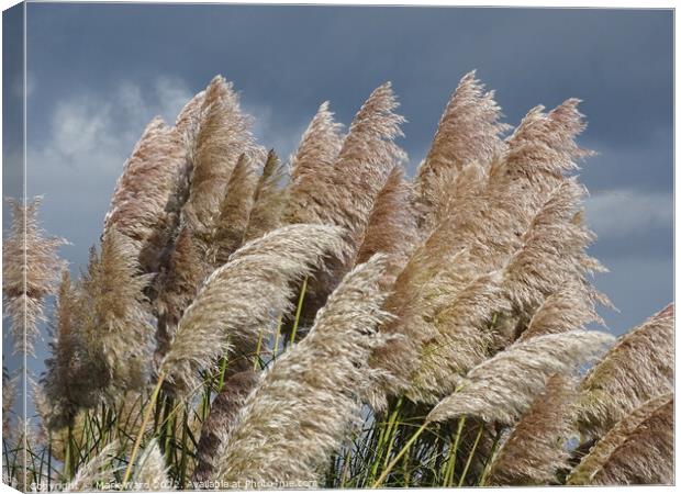 Swaying Pampas Grass Canvas Print by Mark Ward