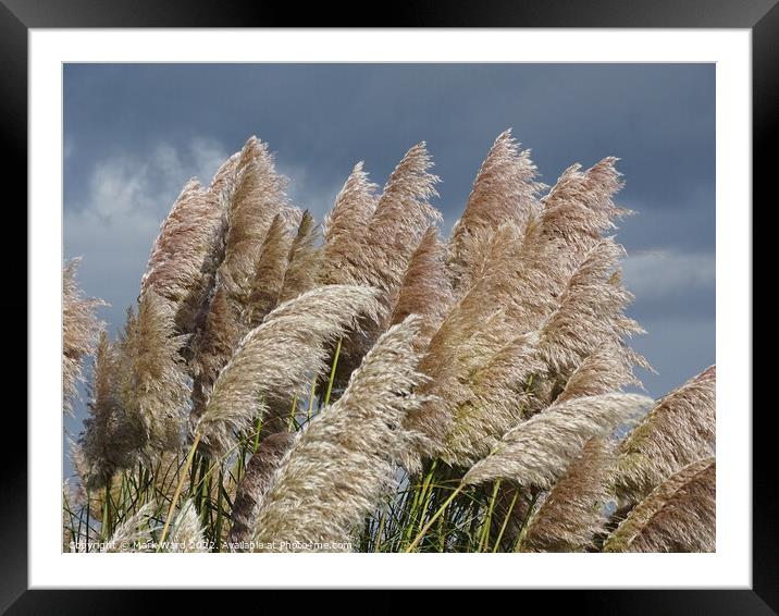 Swaying Pampas Grass Framed Mounted Print by Mark Ward