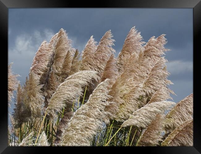 Swaying Pampas Grass Framed Print by Mark Ward