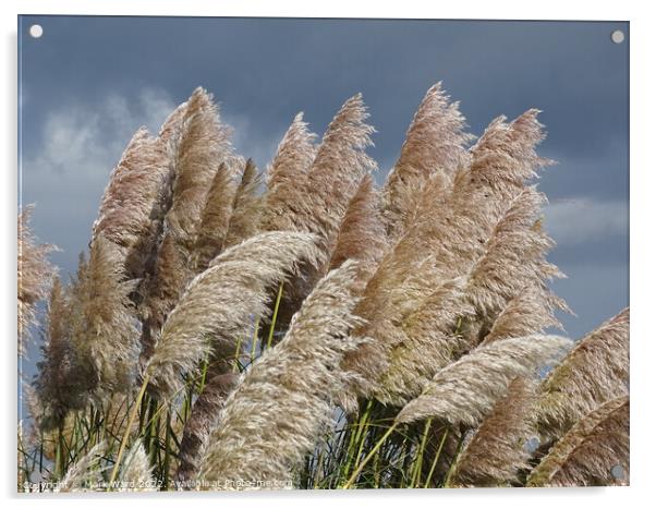 Swaying Pampas Grass Acrylic by Mark Ward
