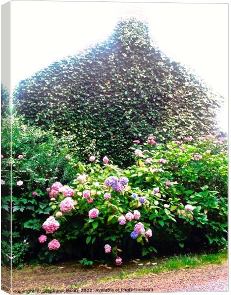 Ivy covered house Canvas Print by Stephanie Moore