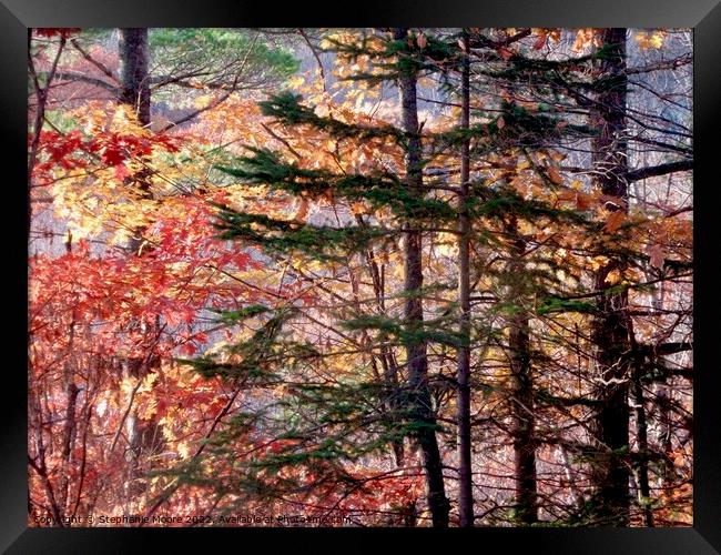 Fall trees Framed Print by Stephanie Moore