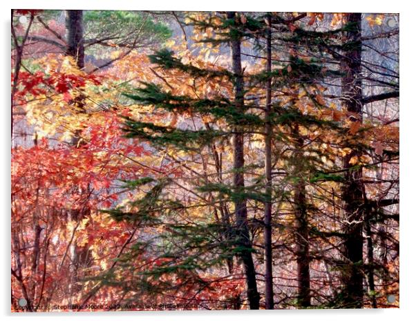 Fall trees Acrylic by Stephanie Moore