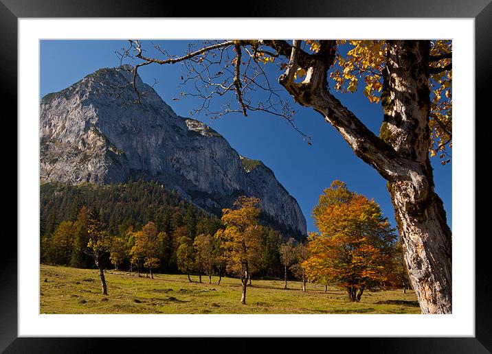 Fall colors in the alps Framed Mounted Print by Thomas Schaeffer