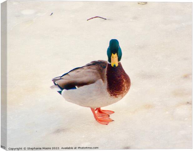Cold Duck Canvas Print by Stephanie Moore