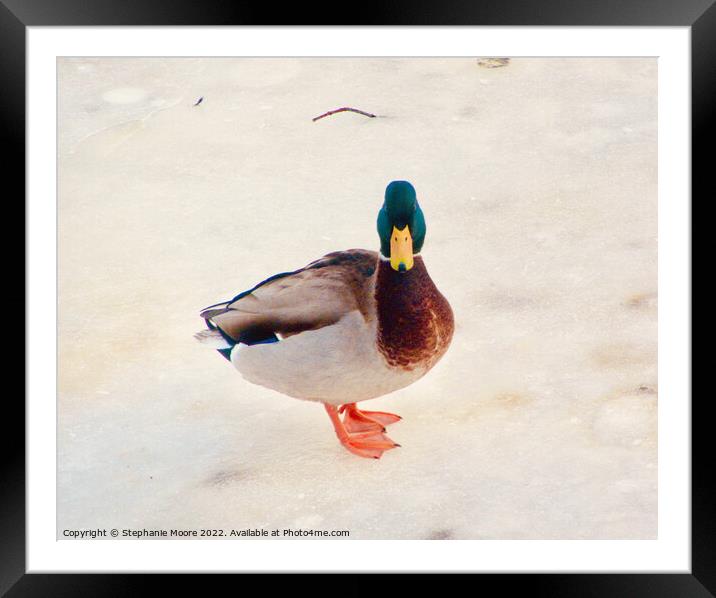Cold Duck Framed Mounted Print by Stephanie Moore