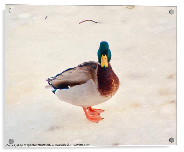 Cold Duck Acrylic by Stephanie Moore