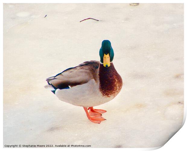 Cold Duck Print by Stephanie Moore