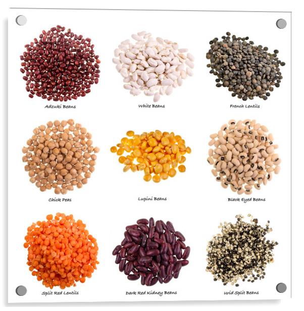 Various Types of Pulses on White Background with Names Acrylic by Antonio Ribeiro