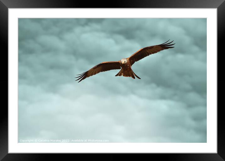 Red Kite in the clouds Framed Mounted Print by Catalina Morales