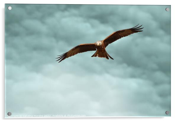 Red Kite in the clouds Acrylic by Catalina Morales
